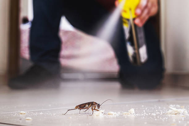 Best Insect Control  in Laureles, TX